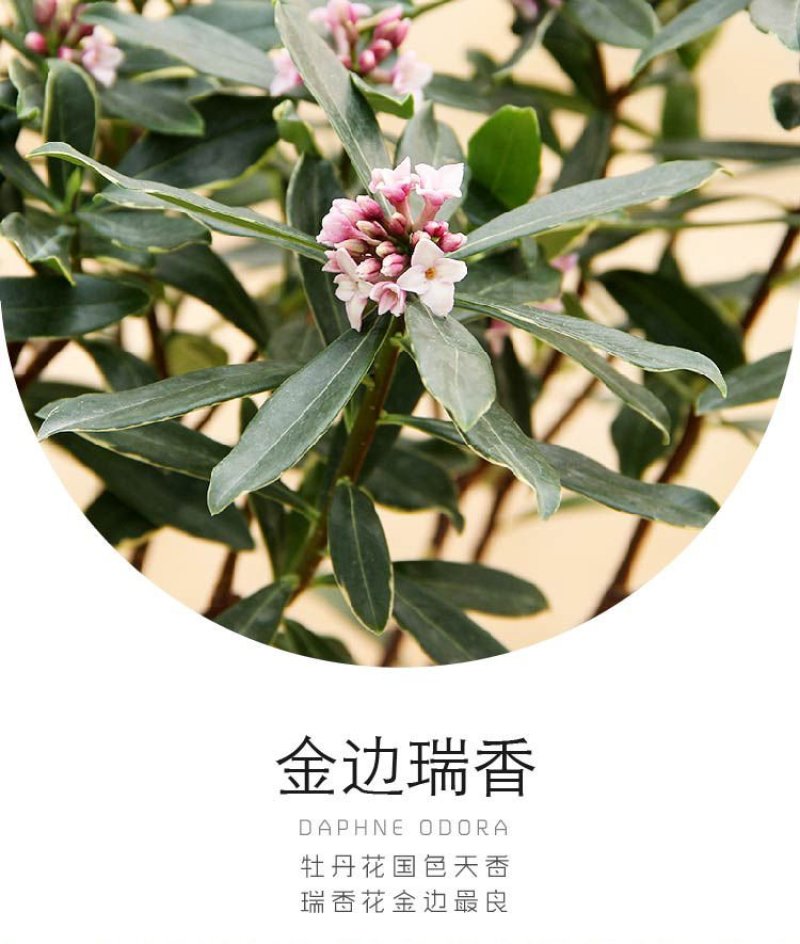 金边瑞香耐寒花卉观花植物室内带花浓香型观花盆栽四季盆景