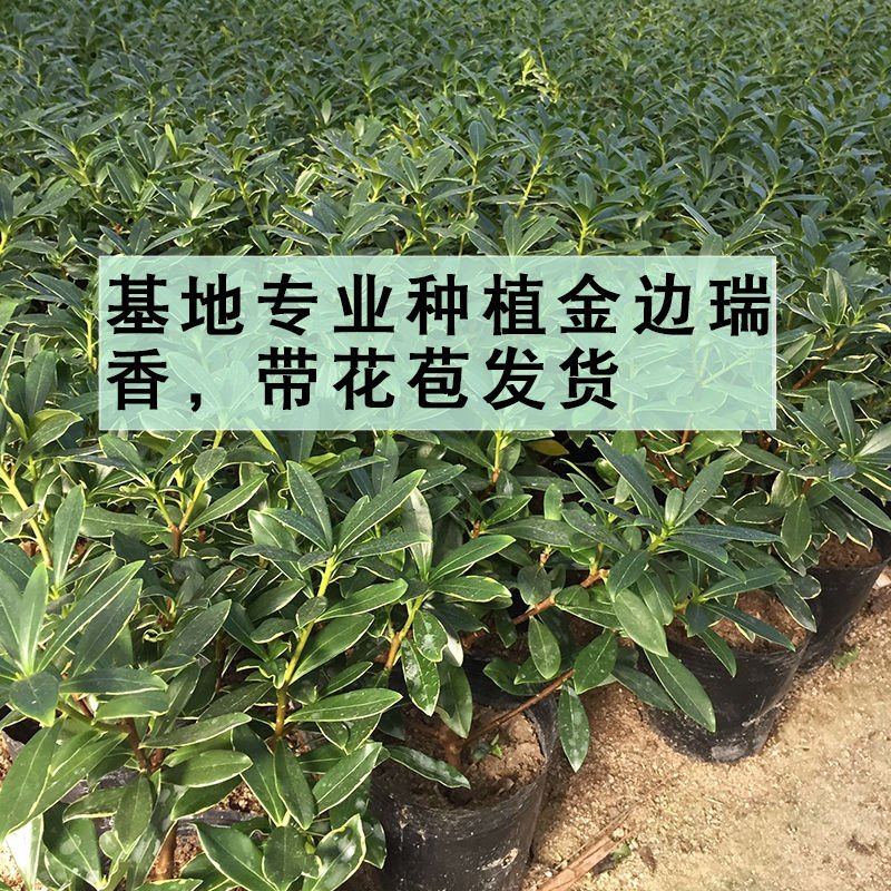 金边瑞香耐寒花卉观花植物室内带花浓香型观花盆栽四季盆景