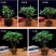 金边瑞香耐寒花卉观花植物室内带花浓香型观花盆栽四季盆景