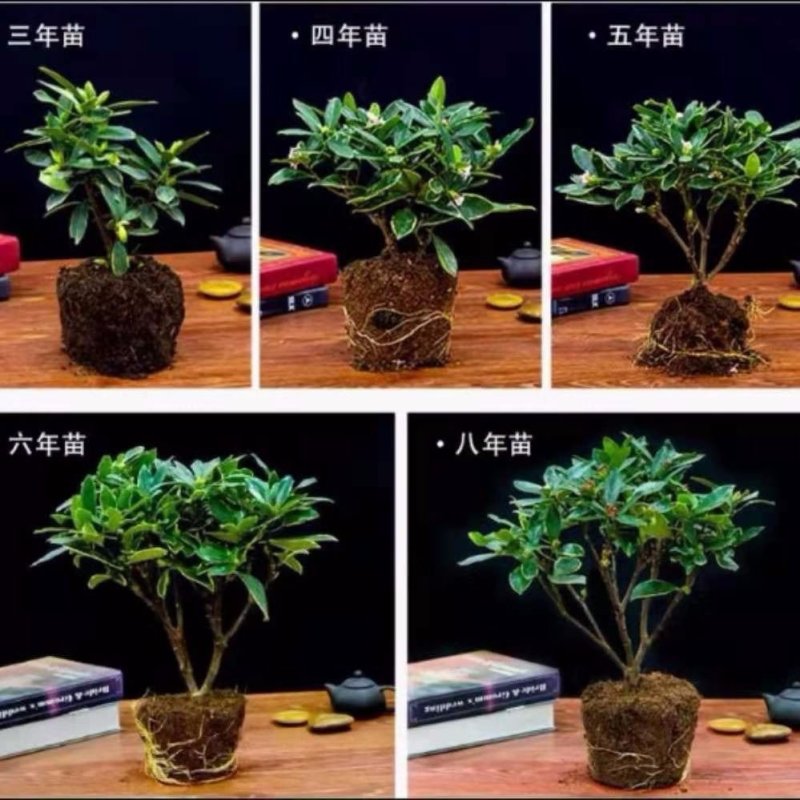 金边瑞香耐寒花卉观花植物室内带花浓香型观花盆栽四季盆景