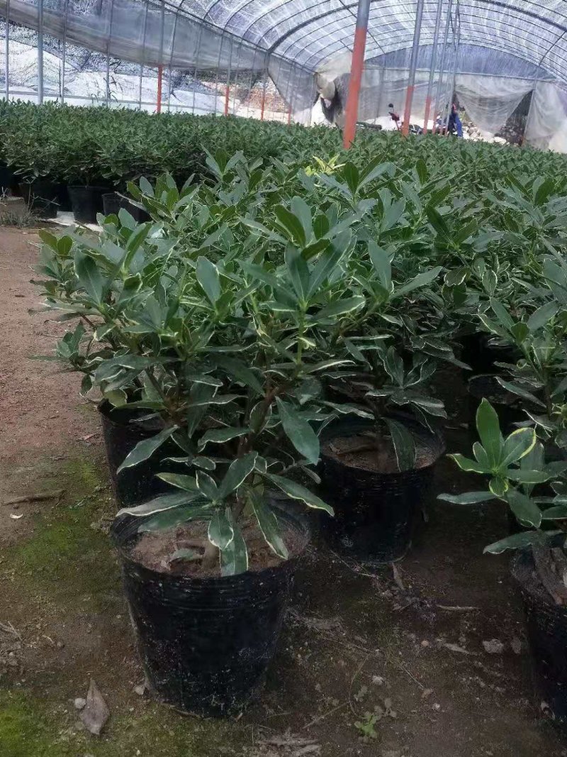 金边瑞香耐寒花卉观花植物室内带花浓香型观花盆栽四季盆景