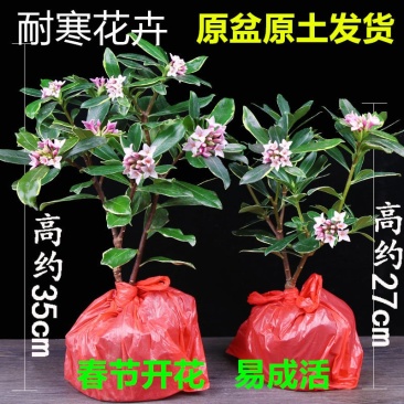 金边瑞香耐寒花卉观花植物室内带花浓香型观花盆栽四季盆景