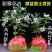 金边瑞香耐寒花卉观花植物室内带花浓香型观花盆栽四季盆景