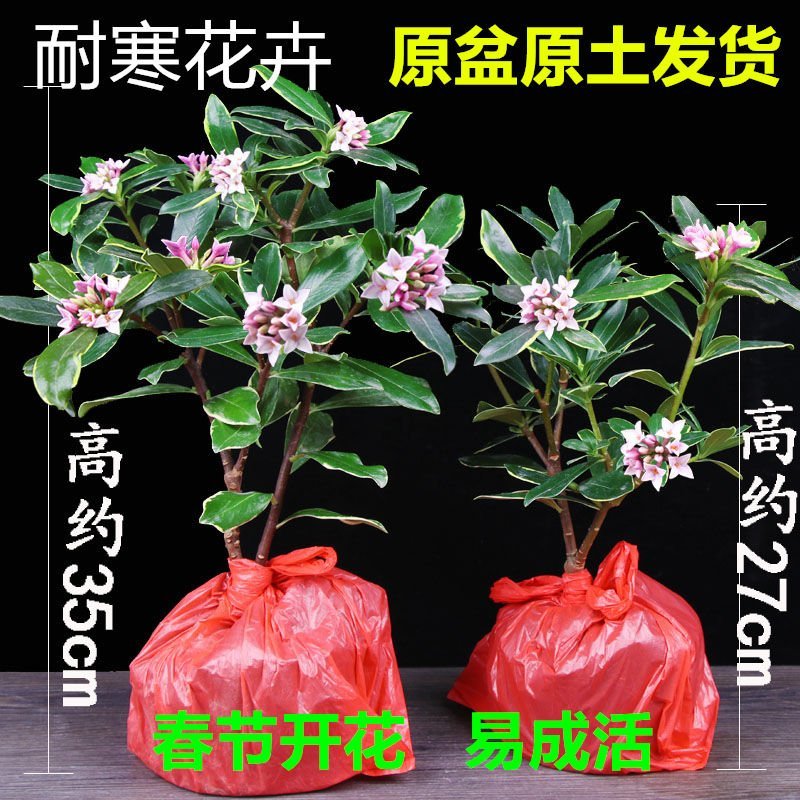 金边瑞香耐寒花卉观花植物室内带花浓香型观花盆栽四季盆景