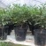 金边瑞香耐寒花卉观花植物室内带花浓香型观花盆栽四季盆景