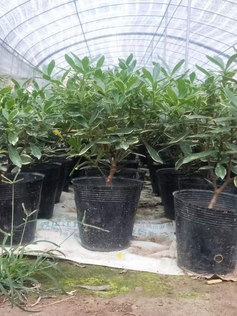 金边瑞香耐寒花卉观花植物室内带花浓香型观花盆栽四季盆景