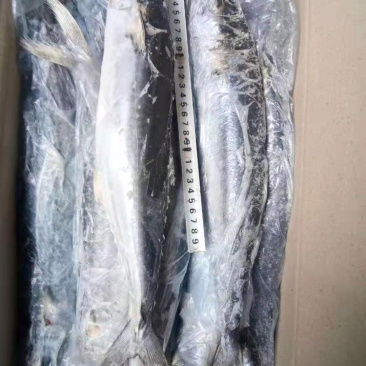 鲅鱼，马鲛鱼，各种规格都是一手货源