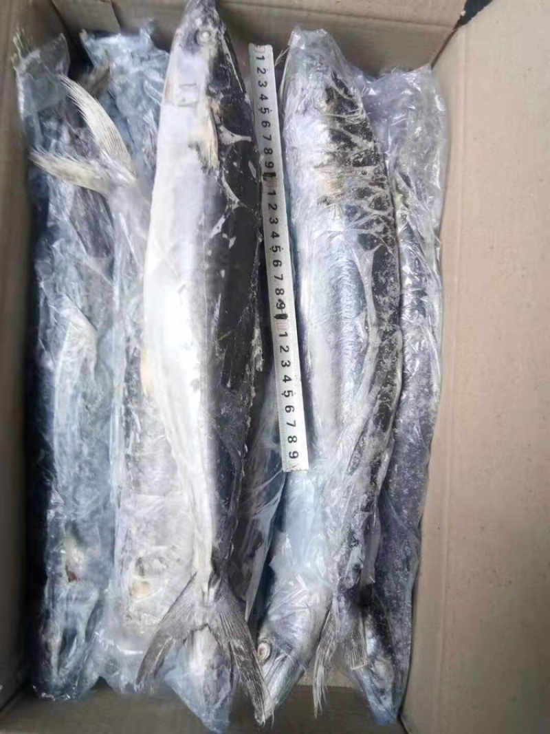 鲅鱼，马鲛鱼，各种规格都是一手货源