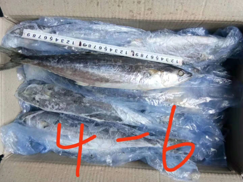 鲅鱼，马鲛鱼，各种规格都是一手货源
