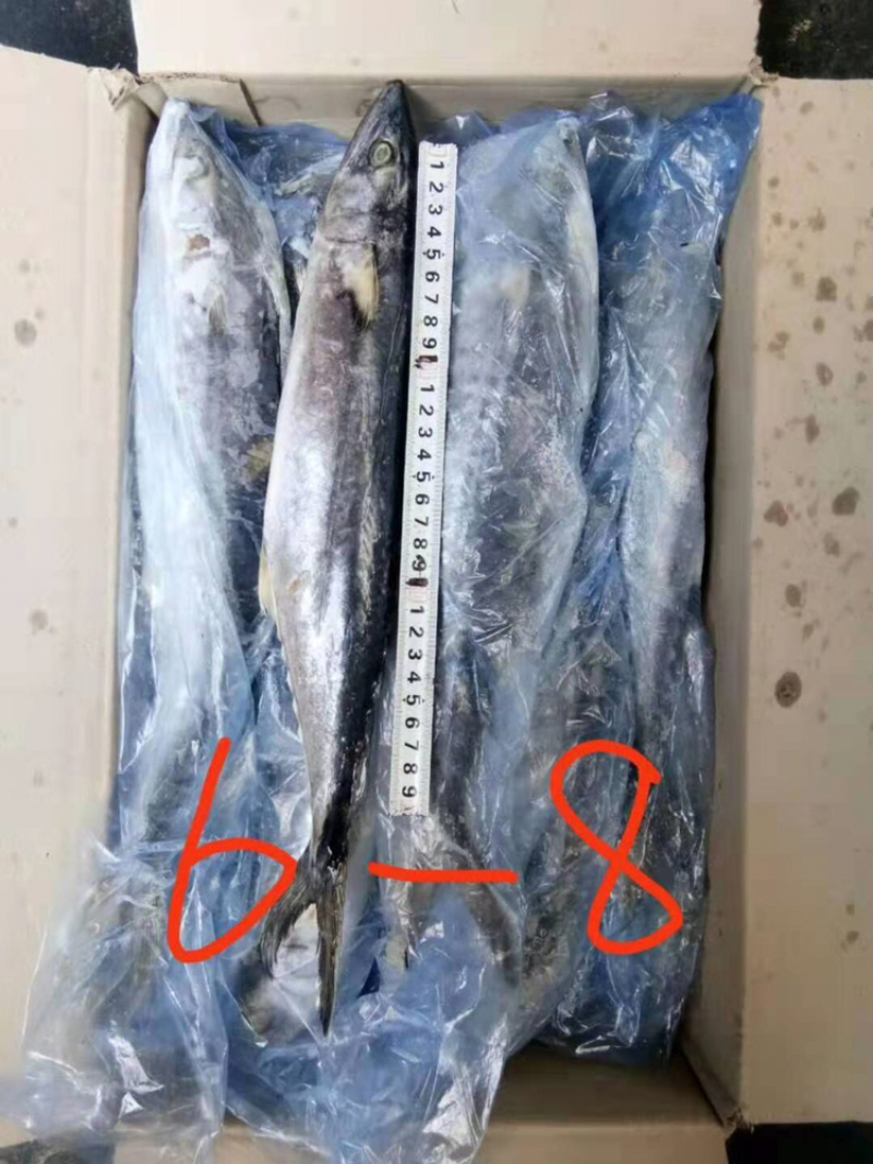 鲅鱼，马鲛鱼，各种规格都是一手货源