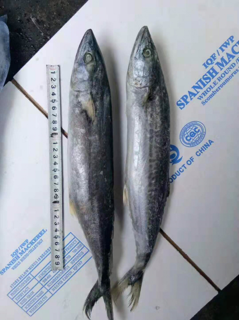 鲅鱼，马鲛鱼，各种规格都是一手货源
