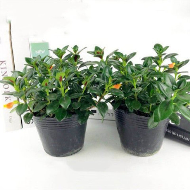 【带盆栽好】吊金鱼花兰花盆栽金鱼吊兰花苗室内绿植花卉四季