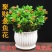 【带盆栽好】吊金鱼花兰花盆栽金鱼吊兰花苗室内绿植花卉四季
