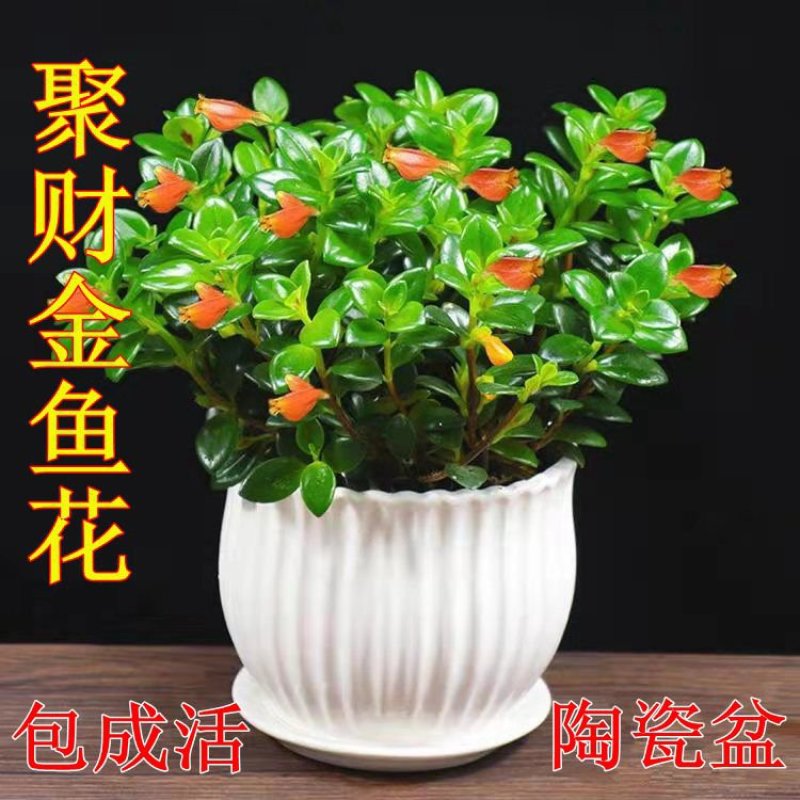 【带盆栽好】吊金鱼花兰花盆栽金鱼吊兰花苗室内绿植花卉四季