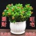 【带盆栽好】吊金鱼花兰花盆栽金鱼吊兰花苗室内绿植花卉四季