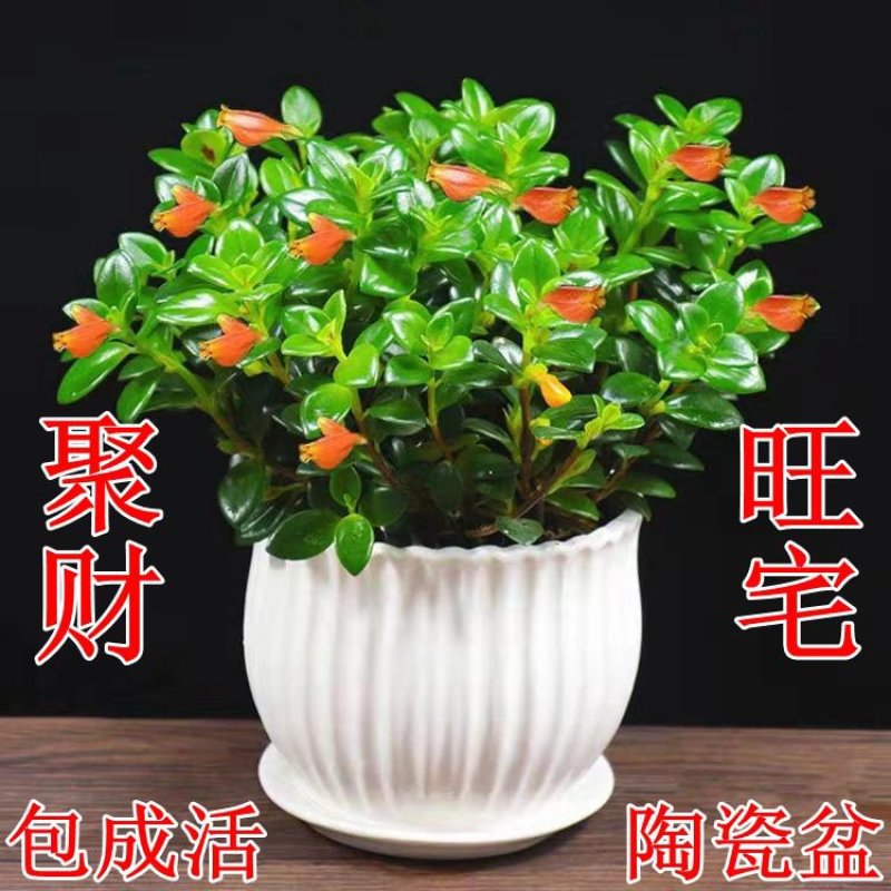 【带盆栽好】吊金鱼花兰花盆栽金鱼吊兰花苗室内绿植花卉四季