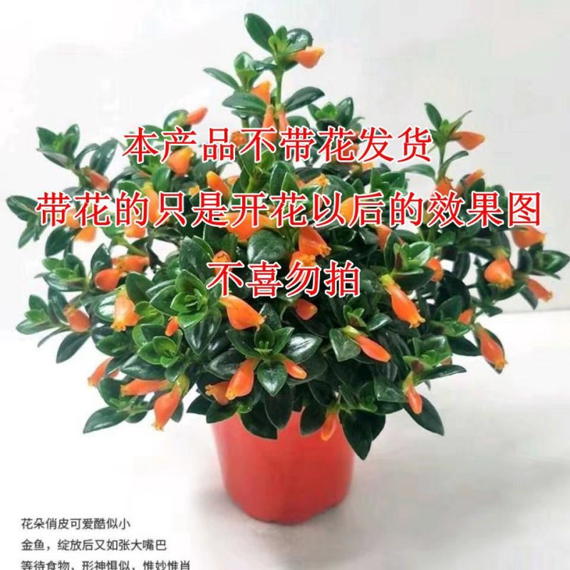 【带盆栽好】吊金鱼花兰花盆栽金鱼吊兰花苗室内绿植花卉四季