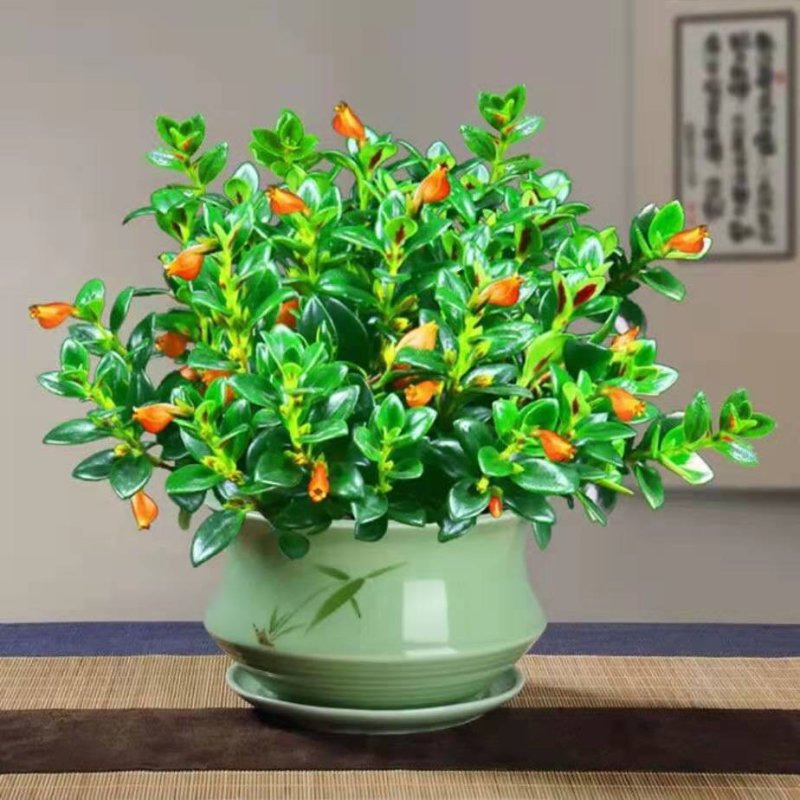 【带盆栽好】吊金鱼花兰花盆栽金鱼吊兰花苗室内绿植花卉四季