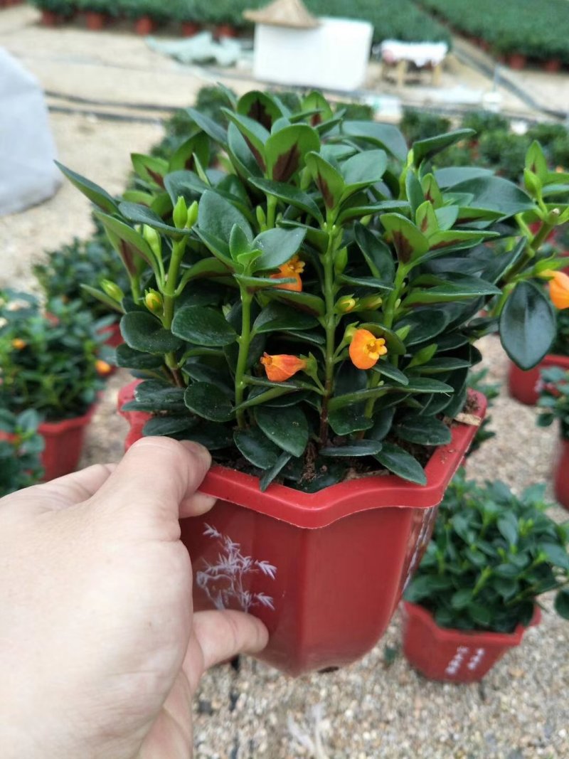 【带盆栽好】吊金鱼花兰花盆栽金鱼吊兰花苗室内绿植花卉四季
