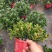 【带盆栽好】吊金鱼花兰花盆栽金鱼吊兰花苗室内绿植花卉四季