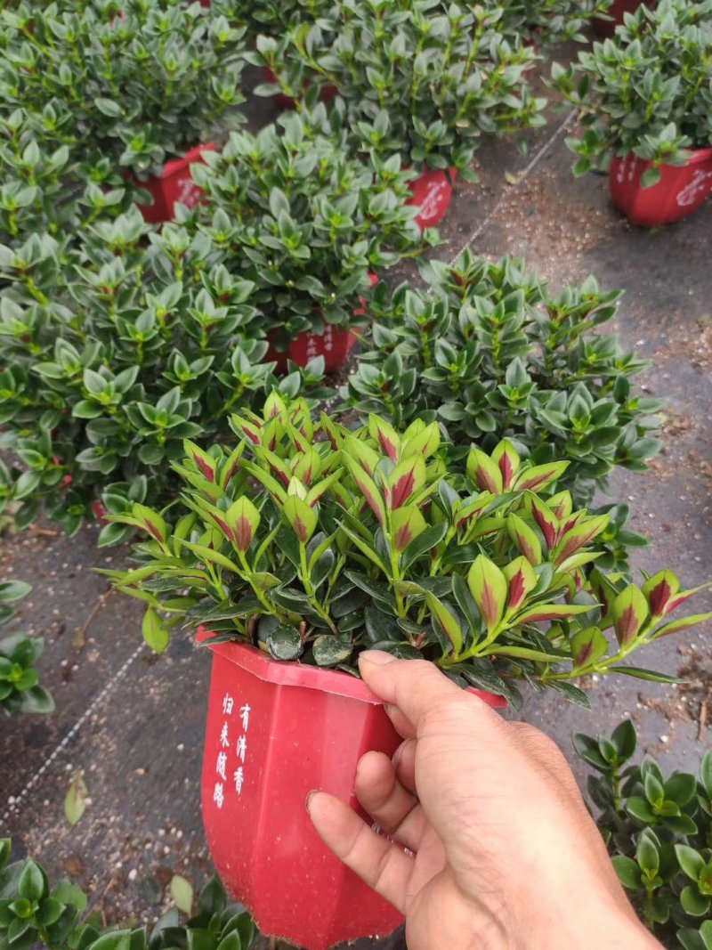 【带盆栽好】吊金鱼花兰花盆栽金鱼吊兰花苗室内绿植花卉四季