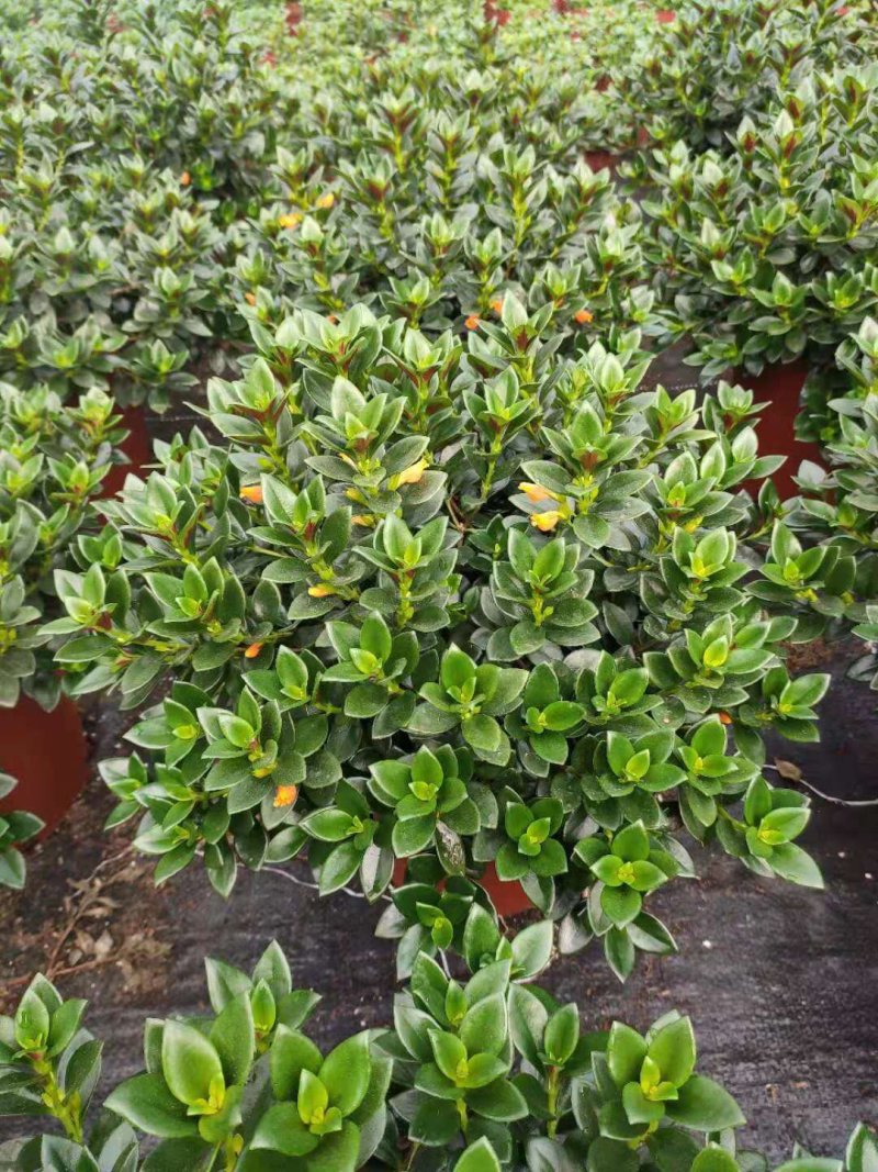 【带盆栽好】吊金鱼花兰花盆栽金鱼吊兰花苗室内绿植花卉四季