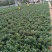 【带盆栽好】吊金鱼花兰花盆栽金鱼吊兰花苗室内绿植花卉四季
