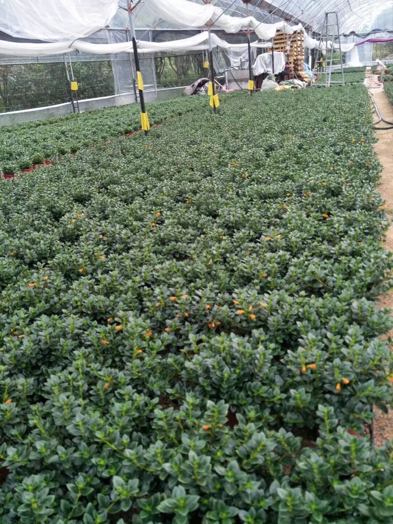 【带盆栽好】吊金鱼花兰花盆栽金鱼吊兰花苗室内绿植花卉四季