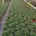 【带盆栽好】吊金鱼花兰花盆栽金鱼吊兰花苗室内绿植花卉四季