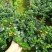 【带盆栽好】吊金鱼花兰花盆栽金鱼吊兰花苗室内绿植花卉四季