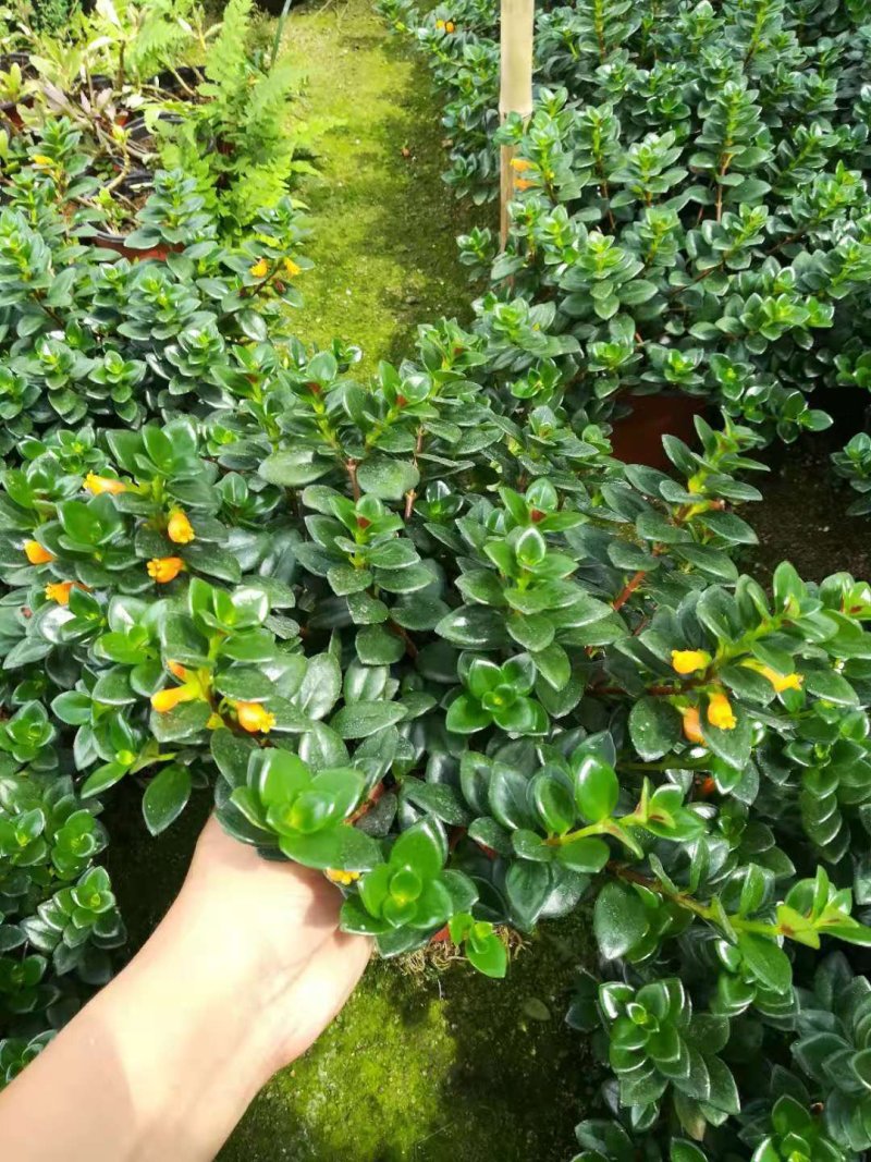 【带盆栽好】吊金鱼花兰花盆栽金鱼吊兰花苗室内绿植花卉四季