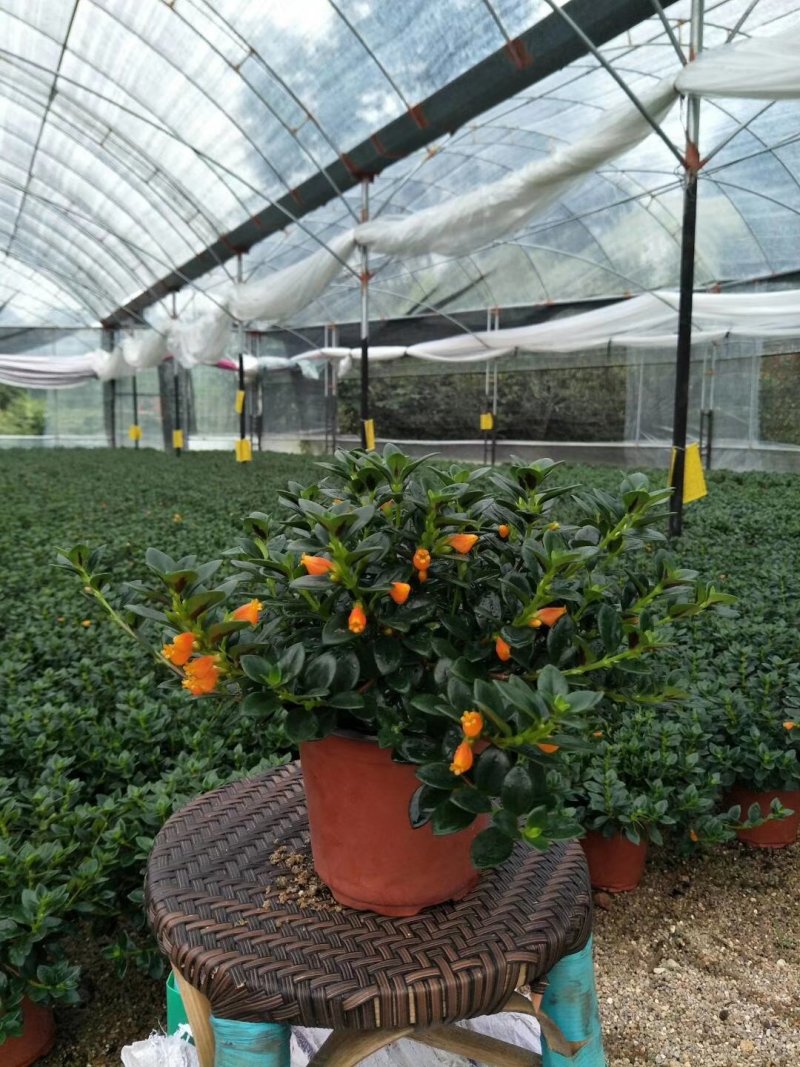 【带盆栽好】吊金鱼花兰花盆栽金鱼吊兰花苗室内绿植花卉四季