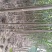 泡桐2-3-4-5-6公分速生泡桐树2-20公分