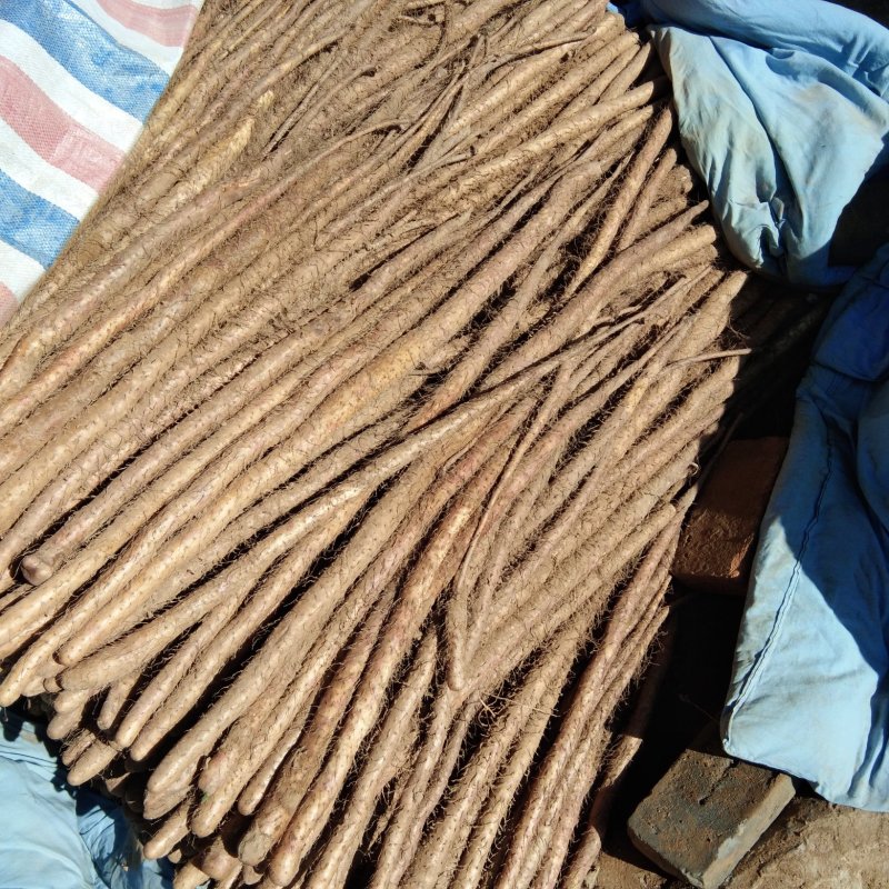 山西永济垆土山药，通货，条好，价格优惠！预购从速！！！