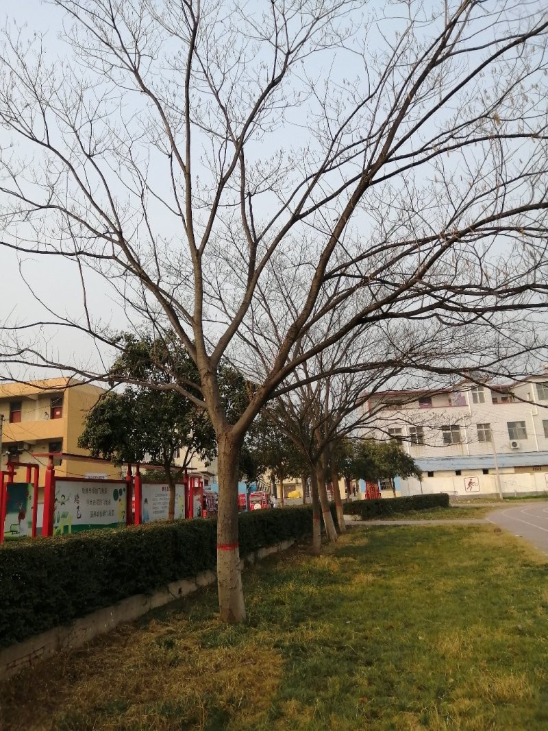 25公分大冠合欢价格美丽树形优美先到先得
