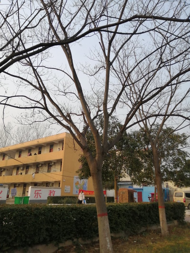 25公分大冠合欢价格美丽树形优美先到先得