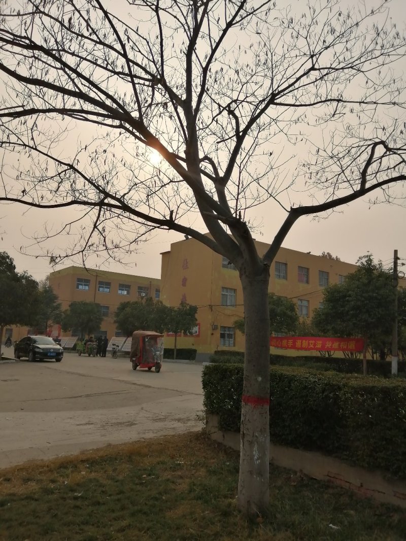 25公分大冠合欢价格美丽树形优美先到先得