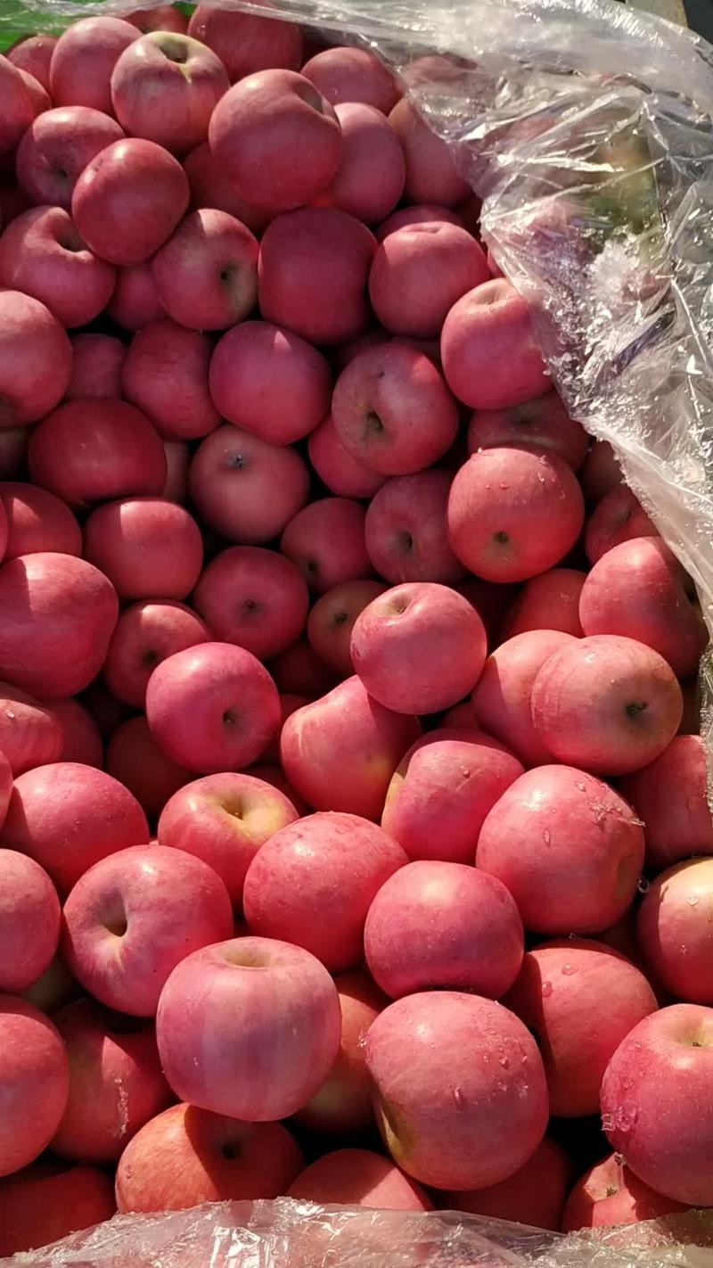 红富士苹果批发产地山东苹果价格果园现摘