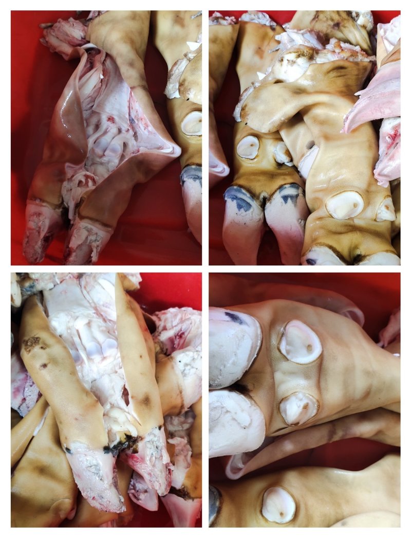 国产牛蹄子去骨牛蹄