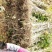 青钱柳苗(基地直供一年苗)
