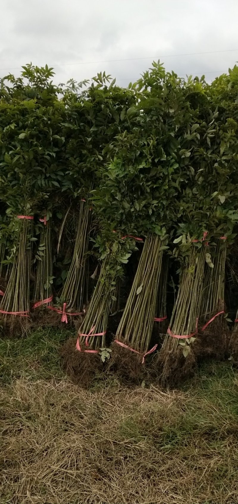 青钱柳苗(基地直供一年苗)