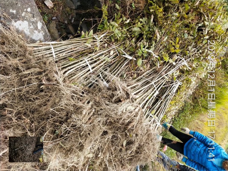 青钱柳苗(基地直供一年苗)