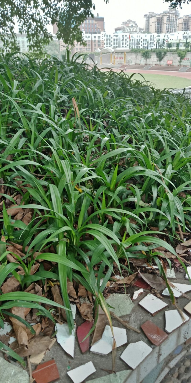 吉祥草，又名观音草，大量批发纯野生吉祥草