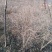 三角枫球修剪5年球量大优惠，三角枫工程苗及小苗