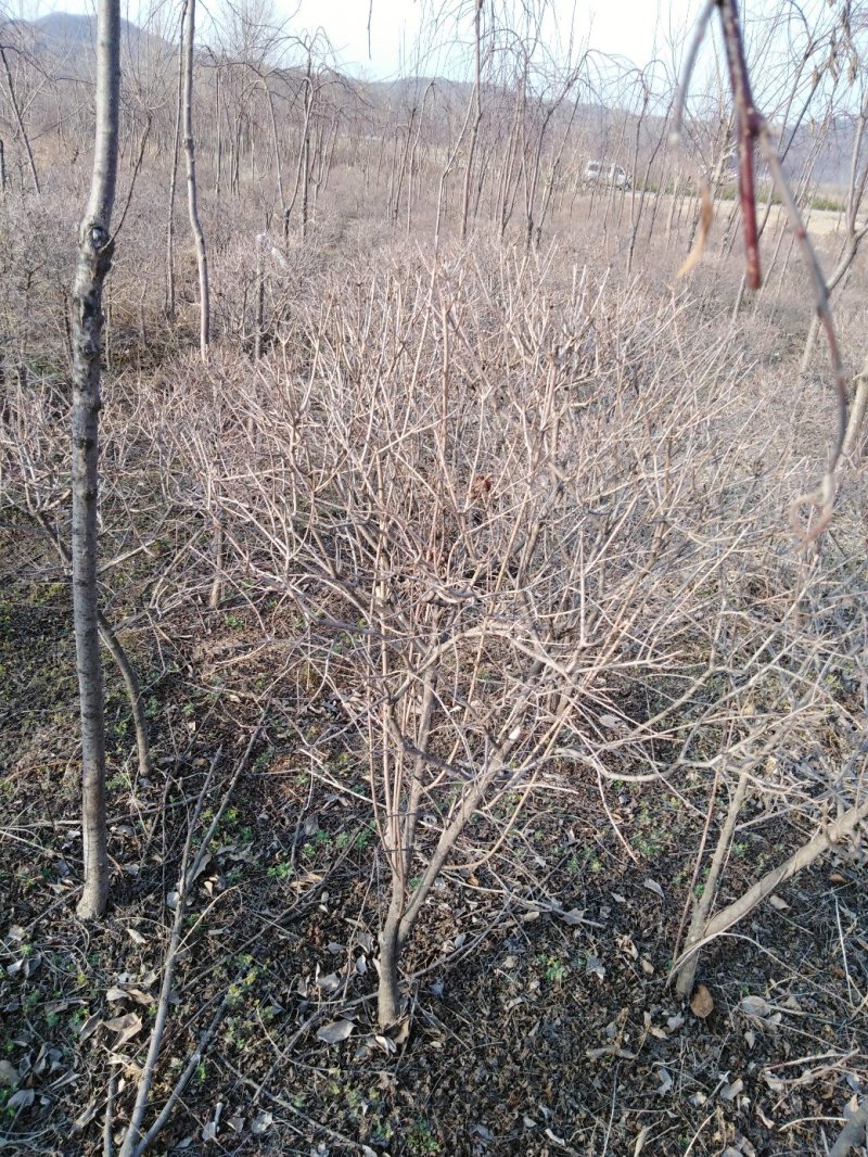 三角枫球修剪5年球量大优惠，三角枫工程苗及小苗