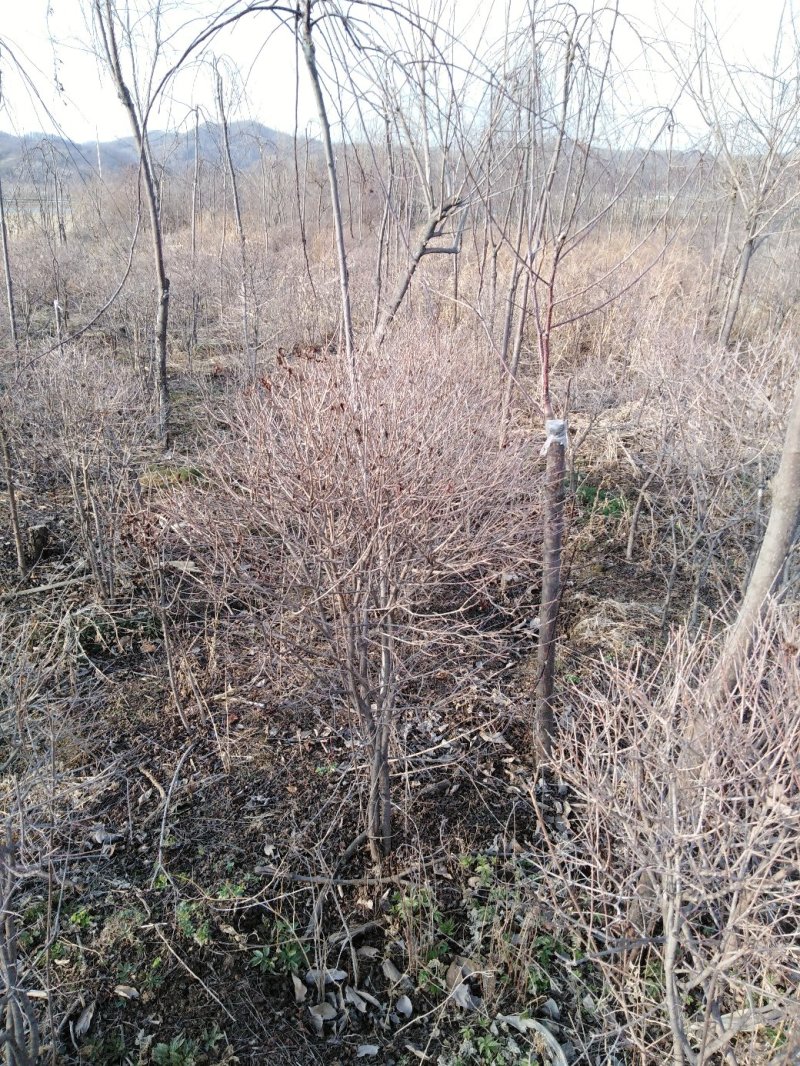 三角枫球修剪5年球量大优惠，三角枫工程苗及小苗
