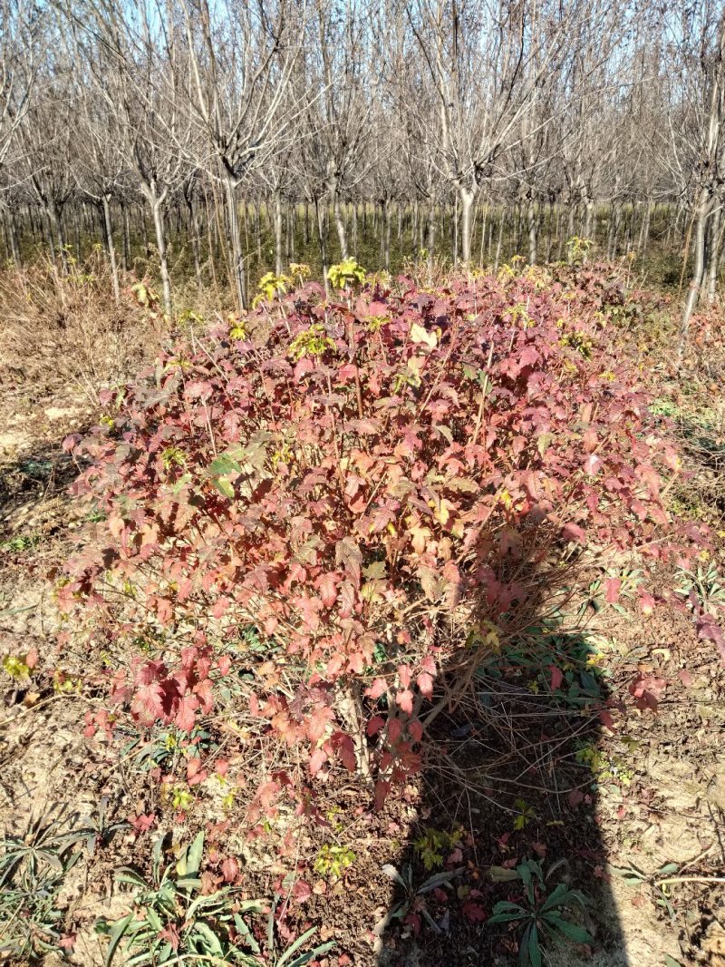 三角枫球修剪5年球量大优惠，三角枫工程苗及小苗