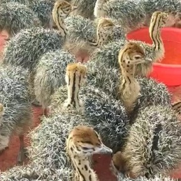 驼鸟包回收全国托运来电咨询有优惠