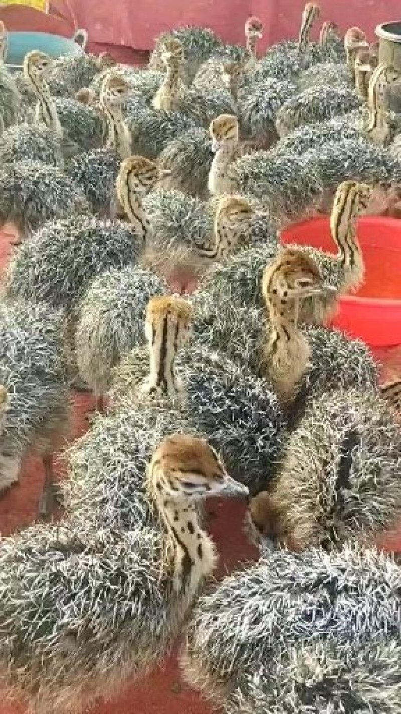 驼鸟包回收全国托运来电咨询有优惠