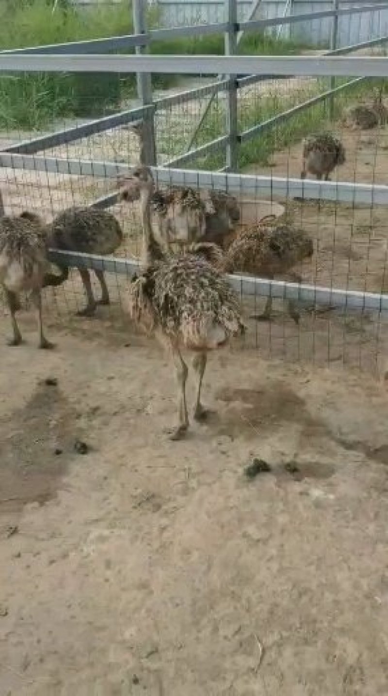 驼鸟包回收全国托运来电咨询有优惠